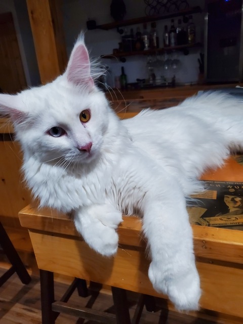 Richard DC For Sale | Mega Coons