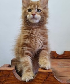 Billy Red Male/ Available 14 6594