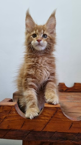 Billy Red Male/ Available 4 6594