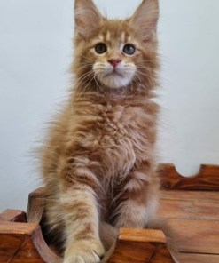 Billy Red Male/ Available 15 6595