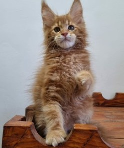 Billy Red Male/ Available 16 6596