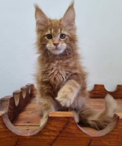 Billy Red Male/ Available 17 6597