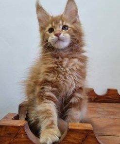 Billy Red Male/ Available 18 6598