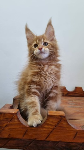 Billy Red Male/ Available 8 6598