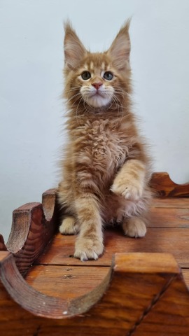 Billy Red Male/ Available 3 6599