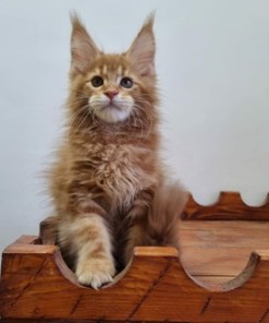 Billy Red Male/ Available 20 6600