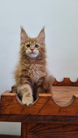 Billy Red Male/ Available 10 6600