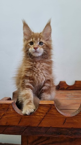 Billy Red Male/ Available 11 6601