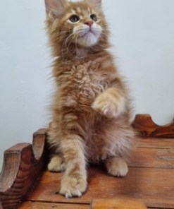 Billy Red Male/ Available 22 6602