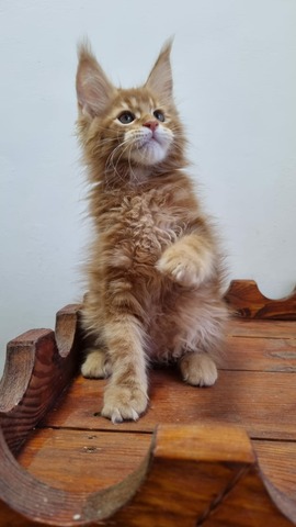 Billy Red Male/ Available 12 6602