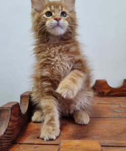 Billy Red Male/ Available 23 6603 1