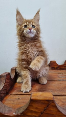 Billy Red Male/ Available 13 6603 1