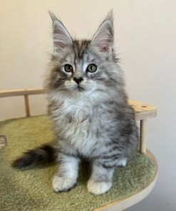 Barbie Silver Female/for Kristy for Breeding/SOLD 11 6865