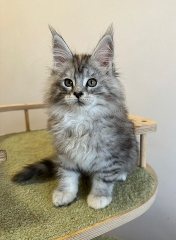 Barbie Silver Female/for Kristy for Breeding/SOLD 4 6865