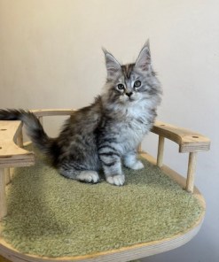 Barbie Silver Female/for Kristy for Breeding/SOLD 12 6866