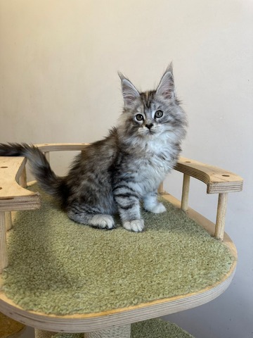 Barbie Silver Female/for Kristy for Breeding/SOLD 5 6866