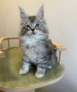 Barbie Silver Female/for Kristy for Breeding/SOLD 13 6867