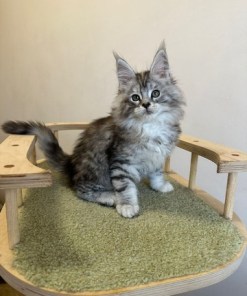 Barbie Silver Female/for Kristy for Breeding/SOLD 14 6868