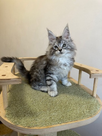 Barbie Silver Female/for Kristy for Breeding/SOLD 7 6868