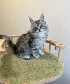 Barbie Silver Female/for Kristy for Breeding/SOLD 15 6869