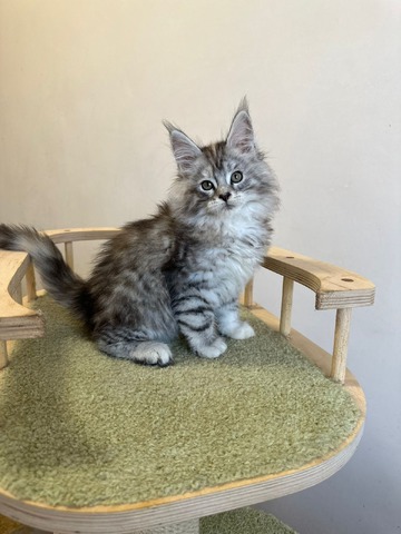 Barbie Silver Female/for Kristy for Breeding/SOLD 8 6869