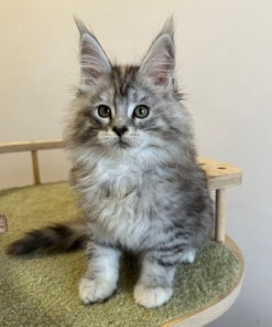 Barbie Silver Female/for Kristy for Breeding/SOLD 16 6870