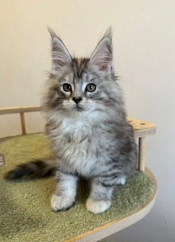 Barbie Silver Female/for Kristy for Breeding/SOLD 9 6870