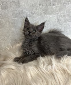 Catalina Blue Female/Reserved for Susane For Sale 15 7170