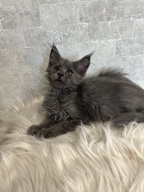 Catalina Blue Female/Reserved for Susane For Sale 5 7170