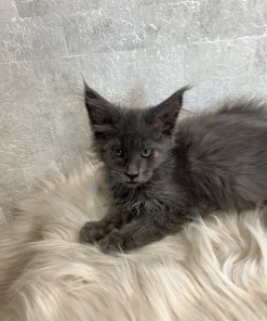 Catalina Blue Female/Reserved for Susane For Sale 16 7171