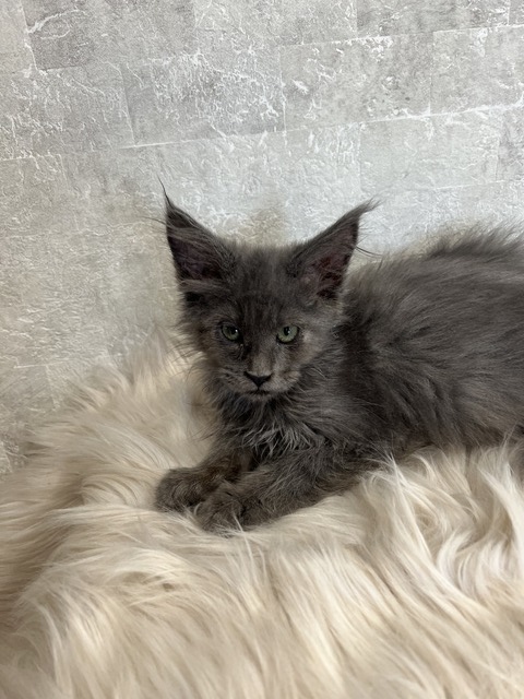 Catalina Blue Female/Reserved for Susane For Sale 6 7171