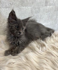 Catalina Blue Female/Reserved for Susane For Sale 17 7172