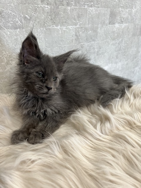 Catalina Blue Female/Reserved for Susane For Sale 7 7172