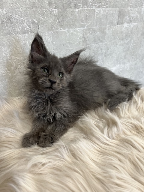 Catalina Blue Female/Reserved for Susane For Sale 8 7173