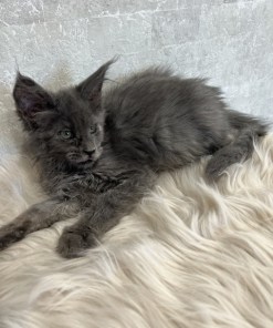 Catalina Blue Female/Reserved for Susane For Sale 21 7176