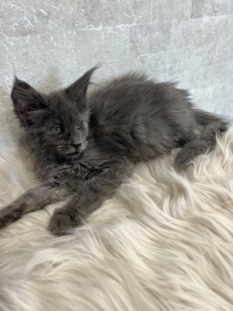 Catalina Blue Female/Reserved for Susane For Sale 11 7176