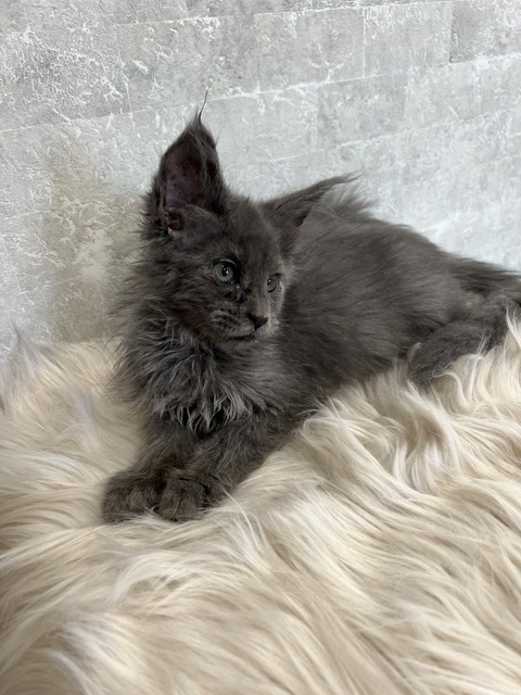 Catalina Blue Female/Reserved for Susane For Sale 12 7177