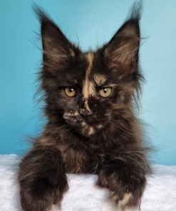 0e3a57d5 6a61 4b73 9227 56e69b7de06b