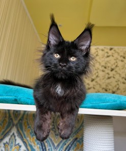 0e9ea29e 8814 4bc4 8d5b 743c3479175c