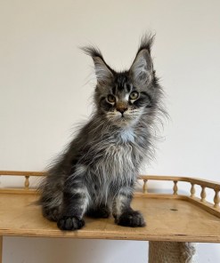 13ed0cb6 8fc3 4723 abce 17a0b78f68d9