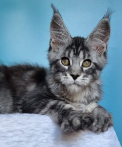 1c1fbfde e83b 4524 8283 fbd5b02ad488