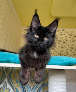 2faa658a 5c5b 4b6b 9353 b3d97f775eca