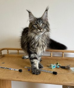 3b50dd4d a9ea 450b 8808 0c4fa50d778a 1