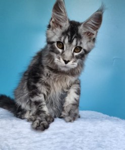 45e100b5 fe6d 43d2 9884 35944663ef97