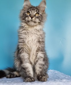 59e68c4b 021b 4624 884b 8daa4cceb6ba