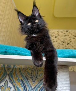 5e909cf7 4487 4e07 aa0c 43ae9a5b96a5