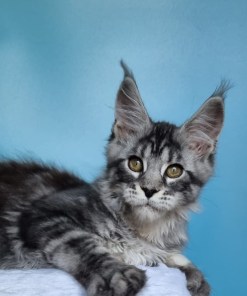 7c22f52b 1615 47aa aa7e 548c4e5a8ac8