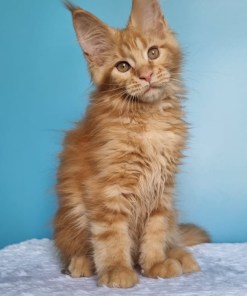 98879577 b948 4e39 adcf 419c29d16806