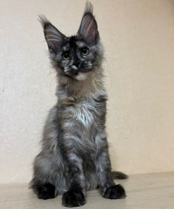 WhatsApp Image 2024 04 02 at 13.44.56 b9dc0f89