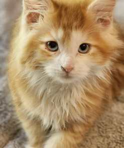 WhatsApp Image 2024 04 25 at 17.17.40 e52ba356 1